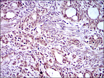 EKLF Antibody in Immunohistochemistry (Paraffin) (IHC (P))