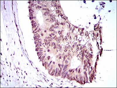 EKLF Antibody in Immunohistochemistry (Paraffin) (IHC (P))