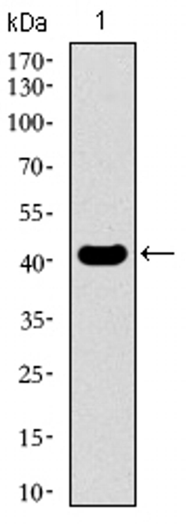 EKLF Antibody in Western Blot (WB)