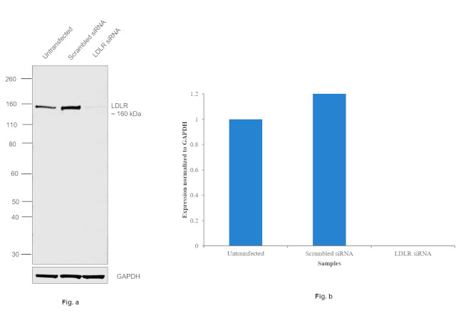 LDLR Antibody