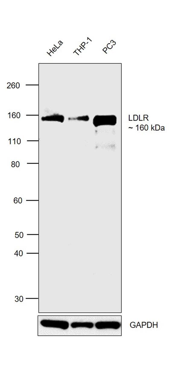 LDLR Antibody in Western Blot (WB)