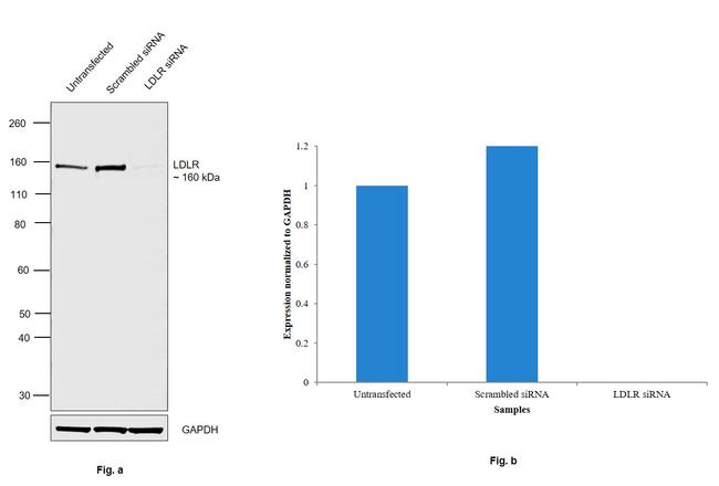 LDLR Antibody in Western Blot (WB)