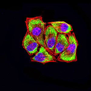 LRP3 Antibody in Immunocytochemistry (ICC/IF)