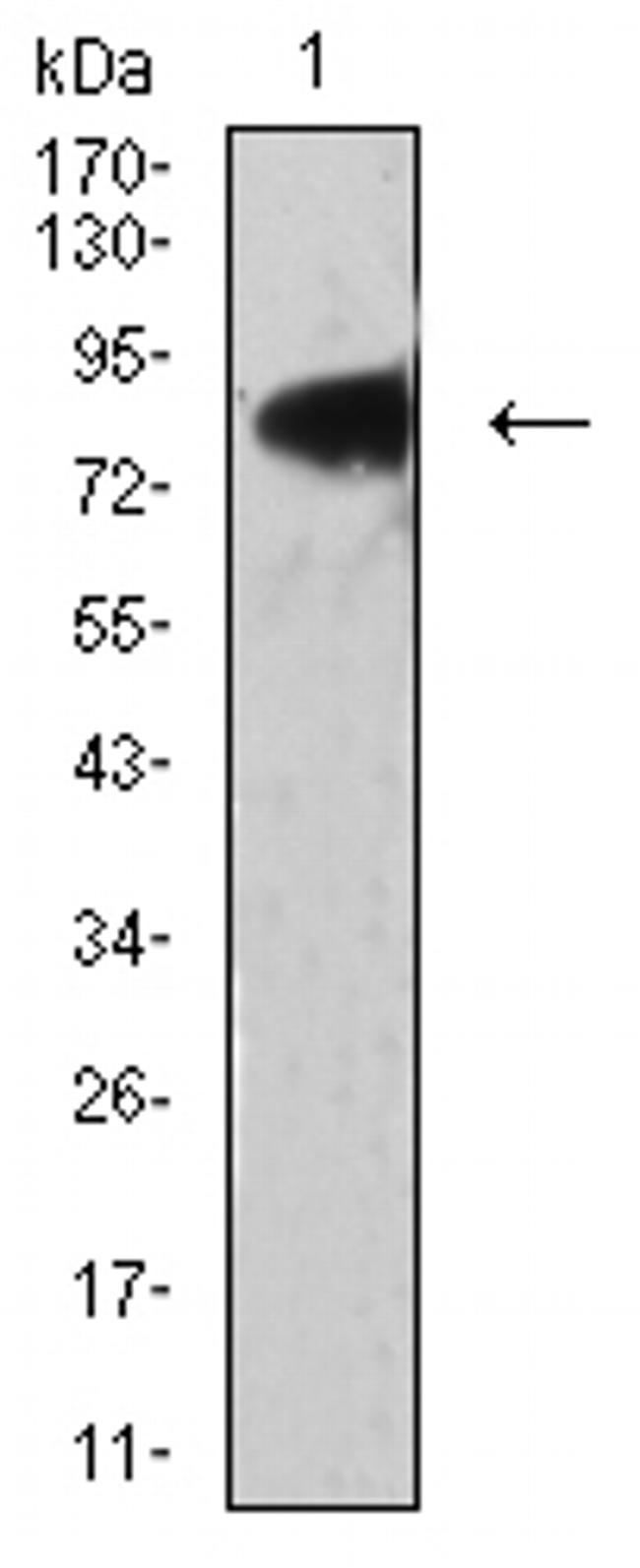 LRP3 Antibody in Western Blot (WB)