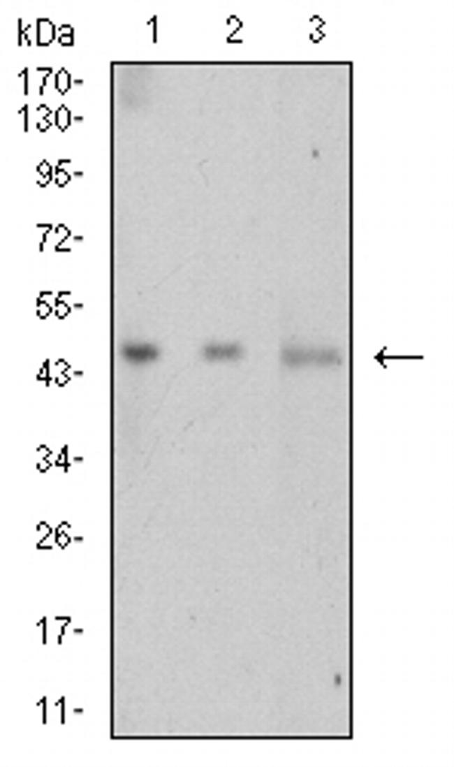 LTBR Antibody in Western Blot (WB)