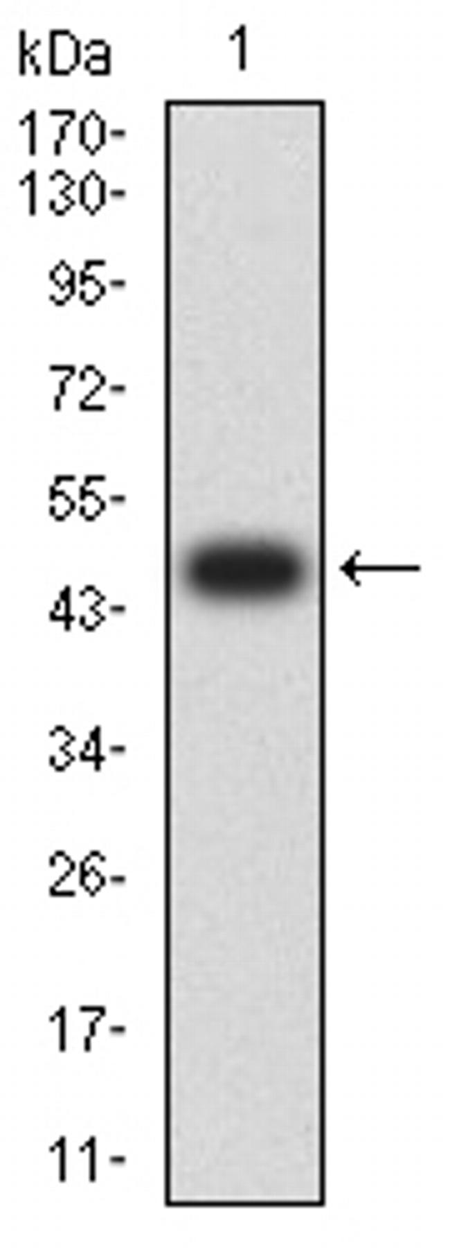 LTBR Antibody in Western Blot (WB)