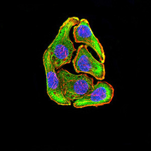 MEK3 Antibody in Immunocytochemistry (ICC/IF)