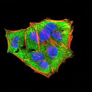 MEK3 Antibody in Immunocytochemistry (ICC/IF)