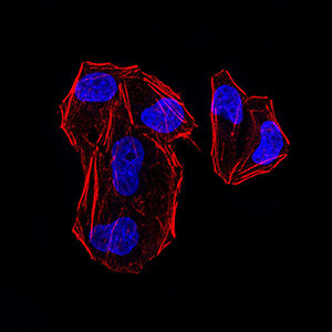 MLH1 Antibody in Immunocytochemistry (ICC/IF)