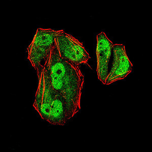 MLH1 Antibody in Immunocytochemistry (ICC/IF)