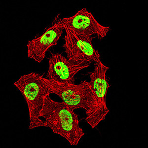 hnRNP M Antibody in Immunocytochemistry (ICC/IF)