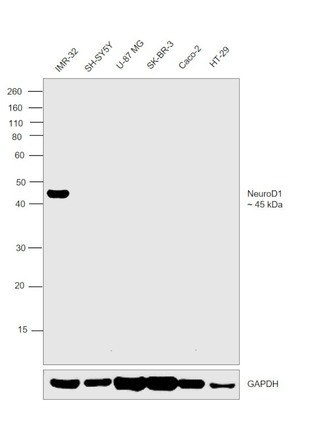 NeuroD1 Antibody