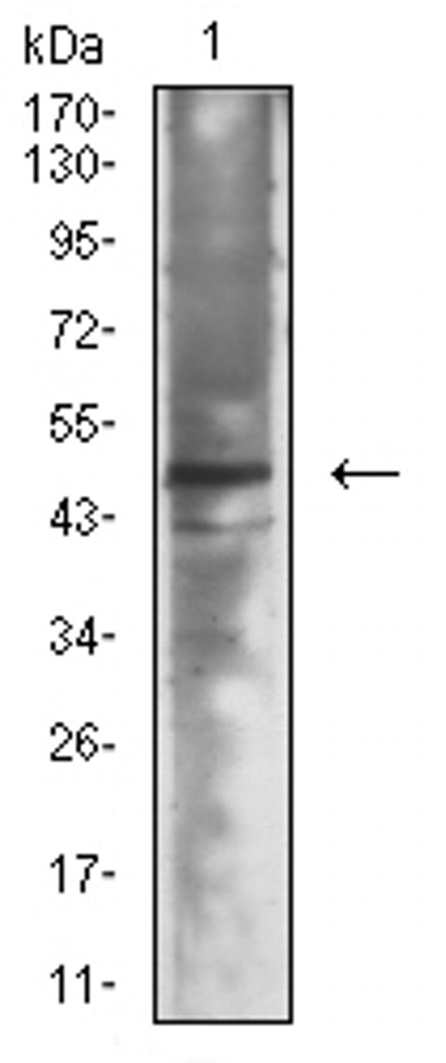 NeuroD1 Antibody in Western Blot (WB)