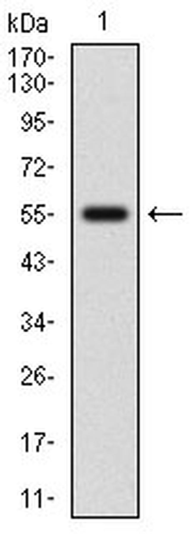 Nrf2 Antibody in Western Blot (WB)