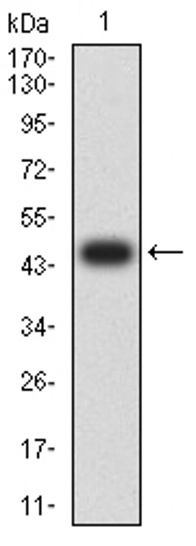 NFkB p100 Antibody in Western Blot (WB)