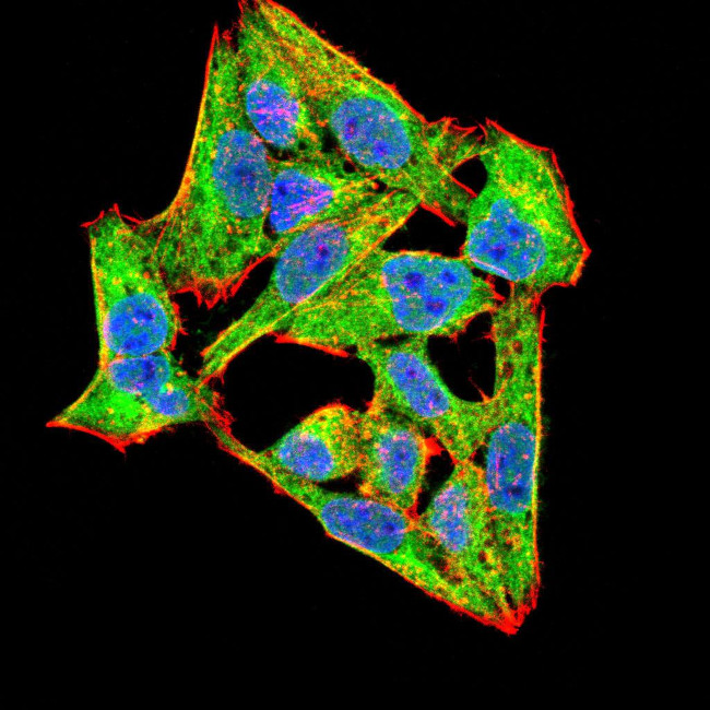 NOX4 Antibody in Immunocytochemistry (ICC/IF)