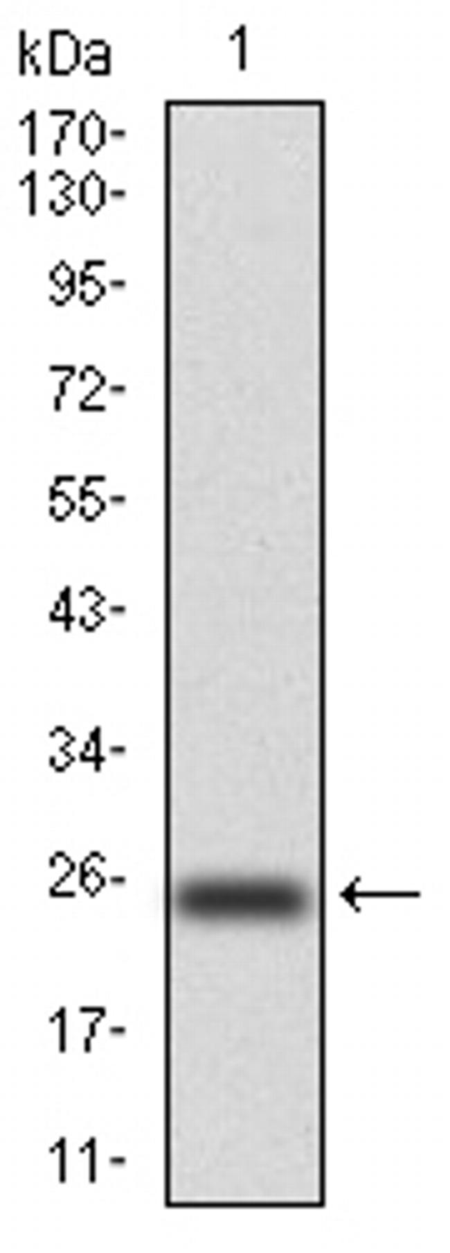 NOX4 Antibody in Western Blot (WB)