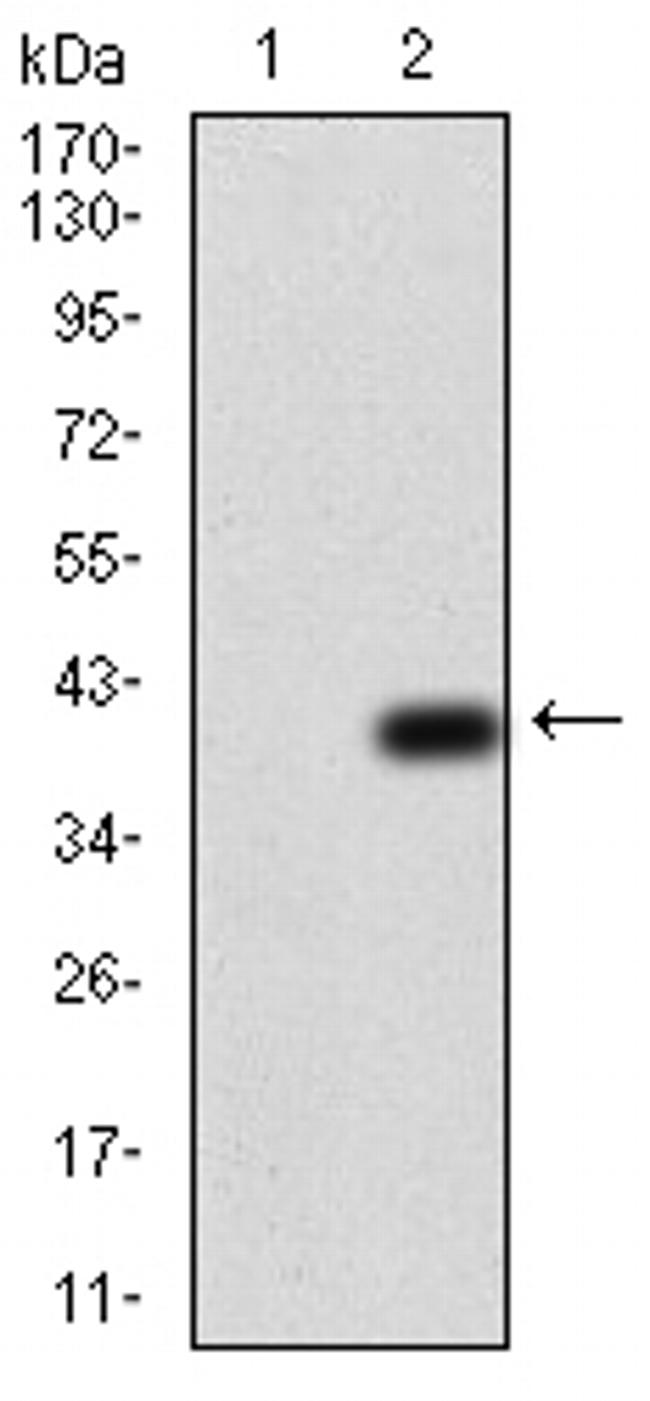 NOX4 Antibody in Western Blot (WB)