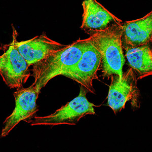 NOX4 Antibody in Immunocytochemistry (ICC/IF)