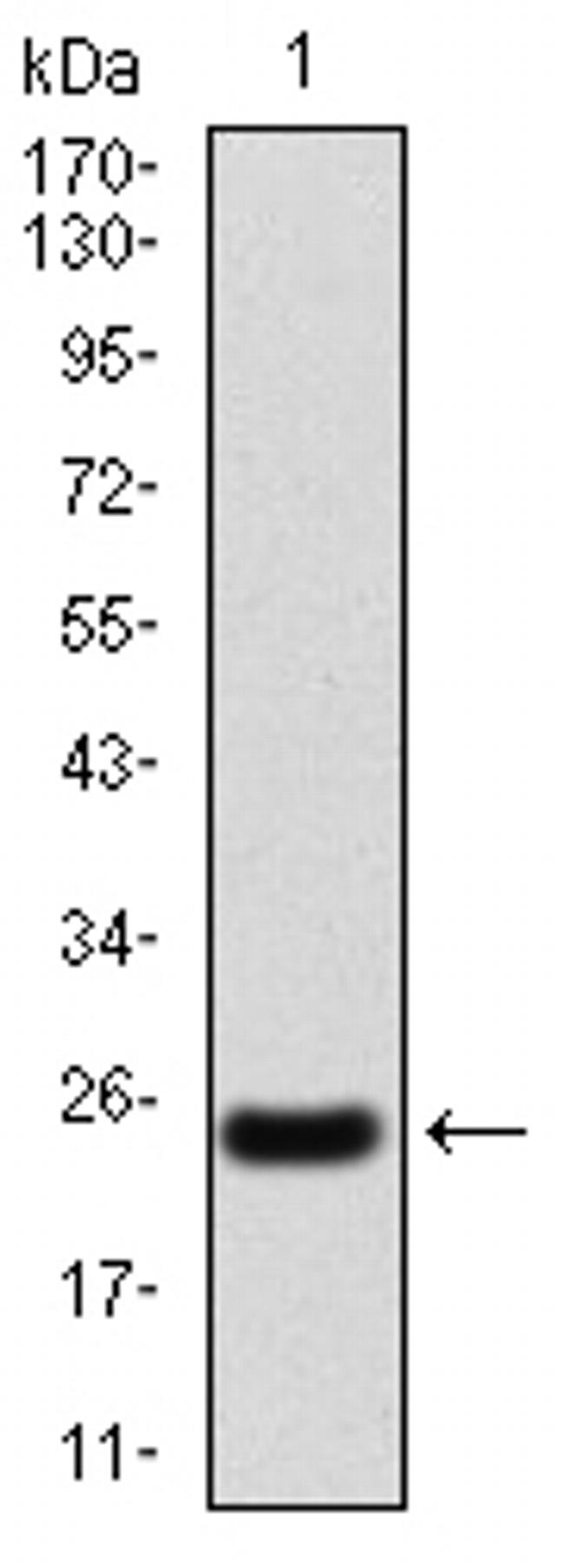 NOX4 Antibody in Western Blot (WB)