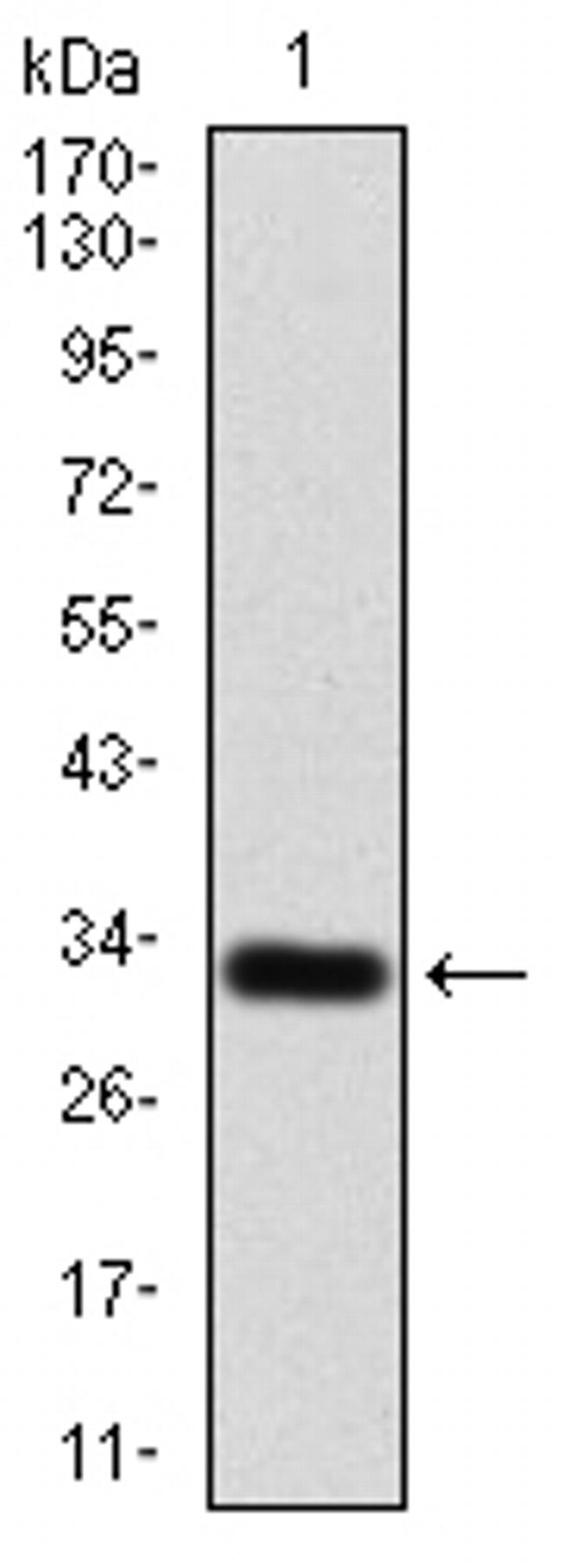 P2Y13 Antibody in Western Blot (WB)