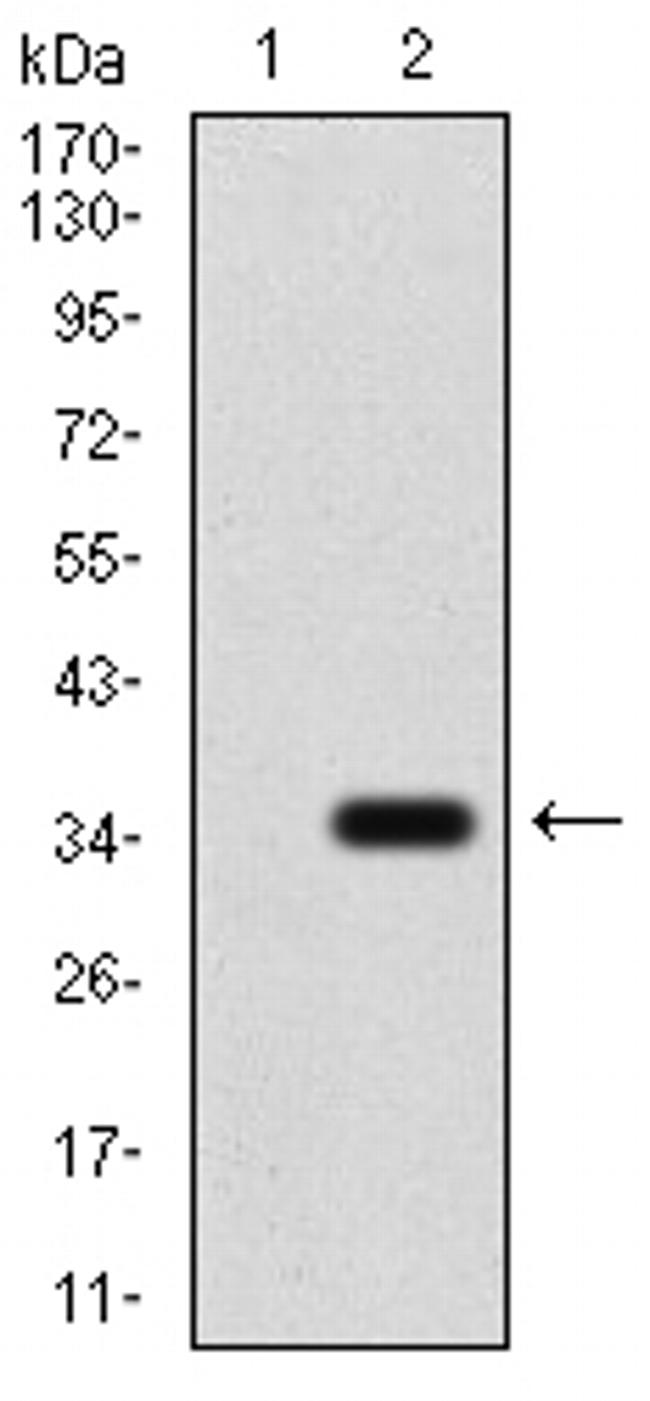 P2Y13 Antibody in Western Blot (WB)