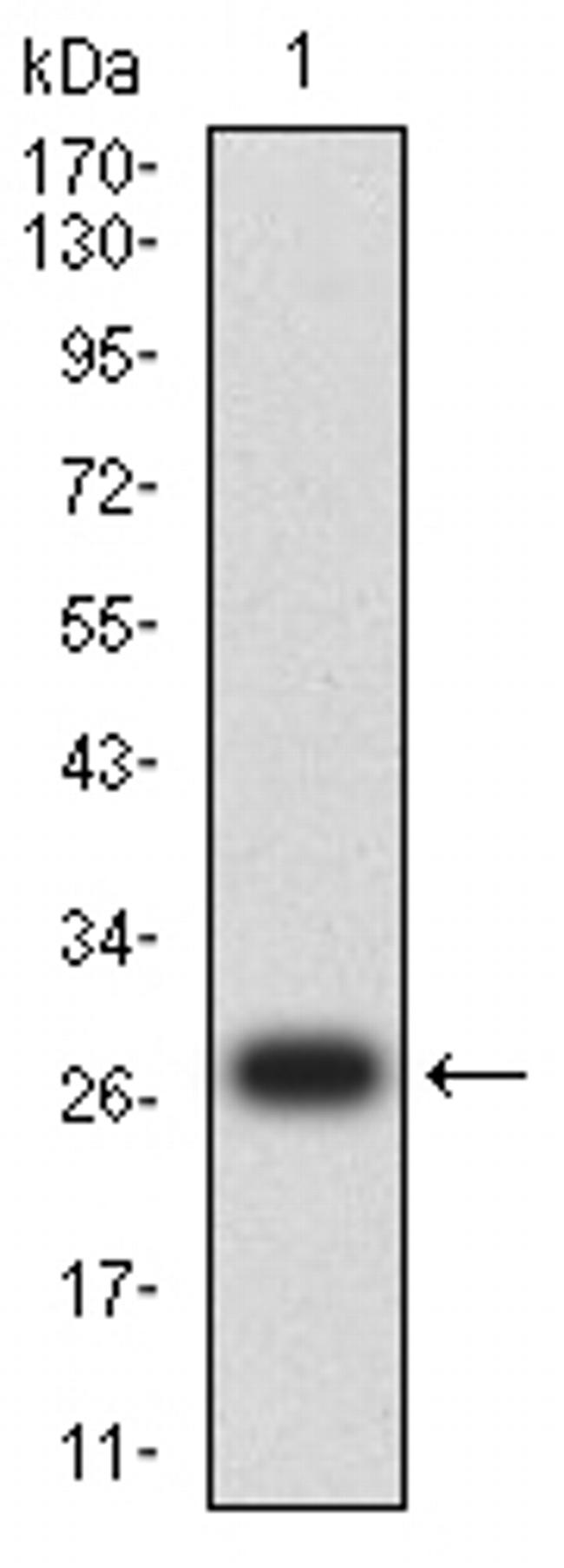 PAX2 Antibody in Western Blot (WB)