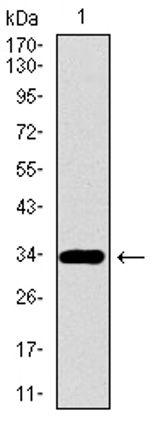 PAX3 Antibody in Western Blot (WB)