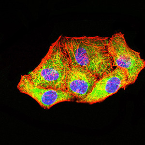 PCK2 Antibody in Immunocytochemistry (ICC/IF)