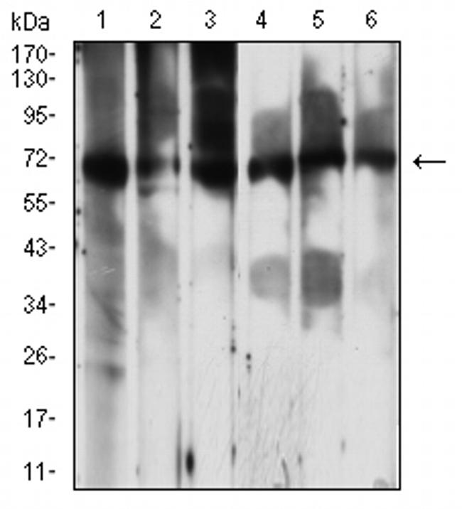 PCK2 Antibody in Western Blot (WB)