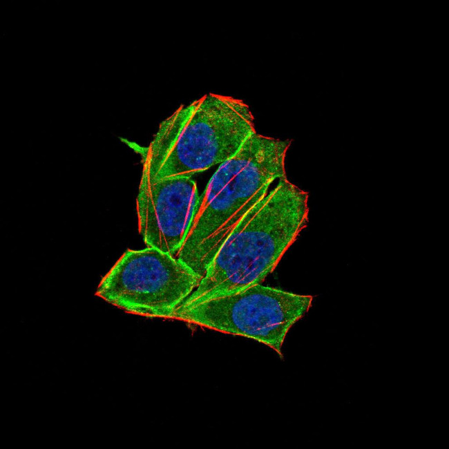 PDGFRA Antibody in Immunocytochemistry (ICC/IF)