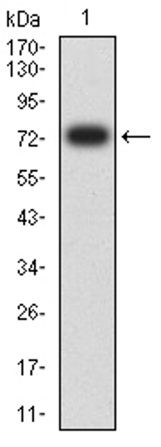 PLA2G7 Antibody in Western Blot (WB)