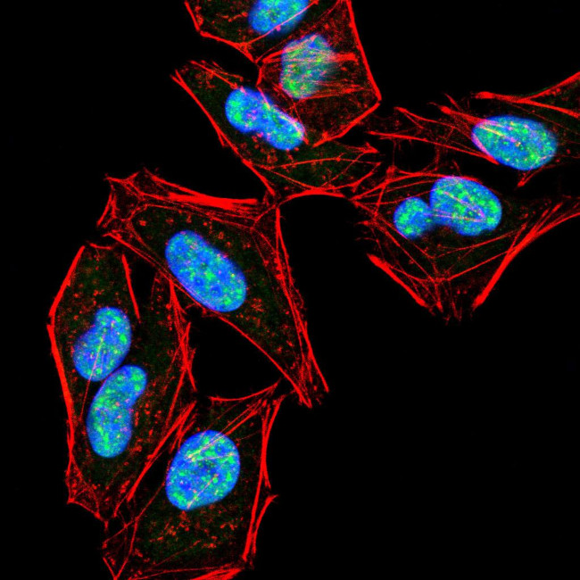 PLCG2 Antibody in Immunocytochemistry (ICC/IF)