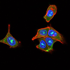 PLCG2 Antibody in Immunocytochemistry (ICC/IF)