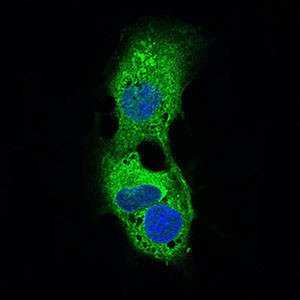 ADFP Antibody in Immunocytochemistry (ICC/IF)