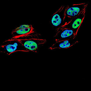 PMS2 Antibody in Immunocytochemistry (ICC/IF)