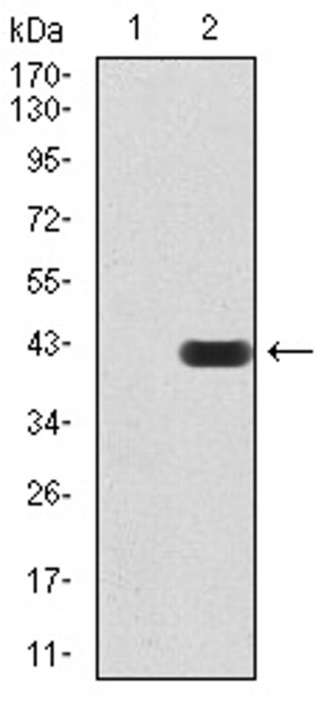 PMS2 Antibody in Western Blot (WB)