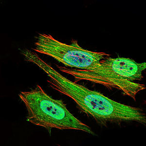 PON1 Antibody in Immunocytochemistry (ICC/IF)