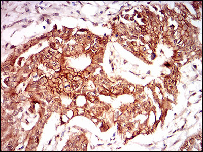 PON1 Antibody in Immunohistochemistry (Paraffin) (IHC (P))