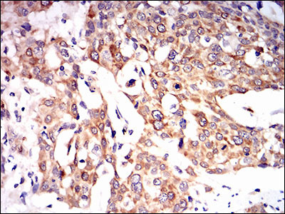 PON1 Antibody in Immunohistochemistry (Paraffin) (IHC (P))