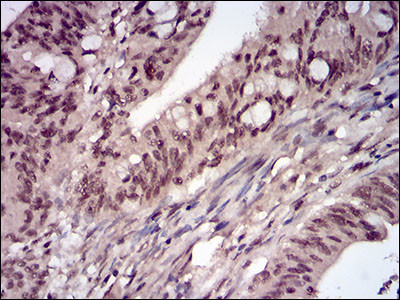 PP1 beta Antibody in Immunohistochemistry (Paraffin) (IHC (P))