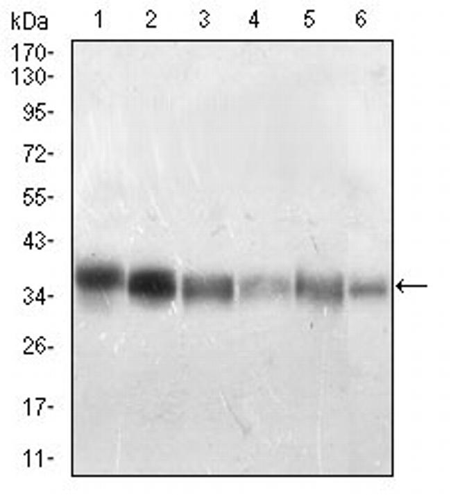 PP1 beta Antibody in Western Blot (WB)