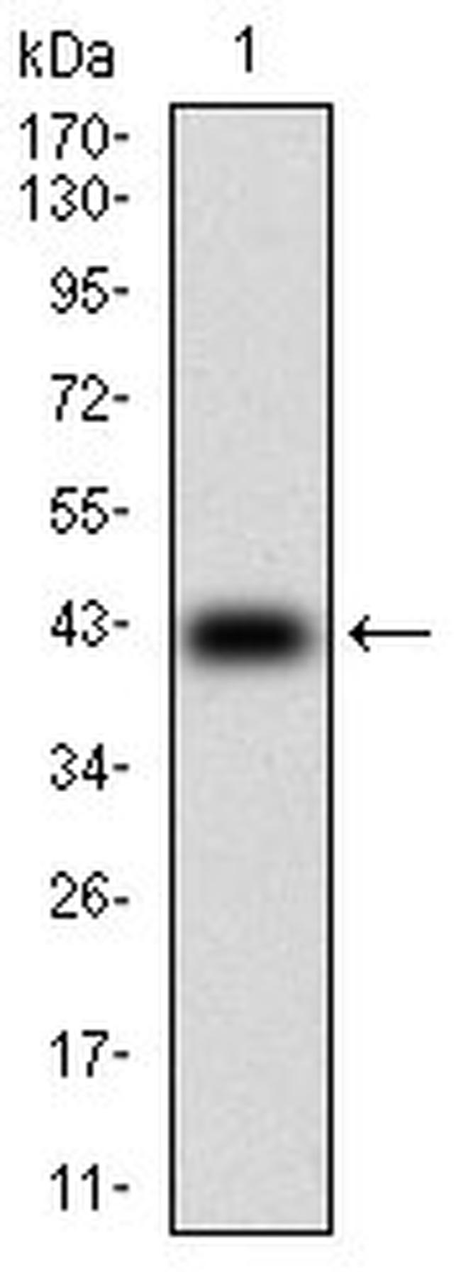 DARPP-32 Antibody in Western Blot (WB)