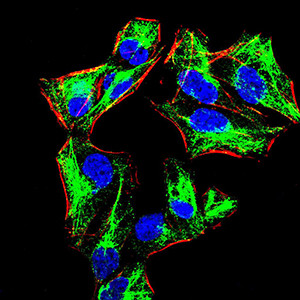 Blimp-1 Antibody in Immunocytochemistry (ICC/IF)