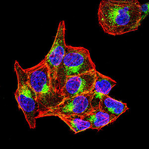 PSAP Antibody in Immunocytochemistry (ICC/IF)