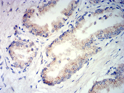 PSAP Antibody in Immunohistochemistry (Paraffin) (IHC (P))