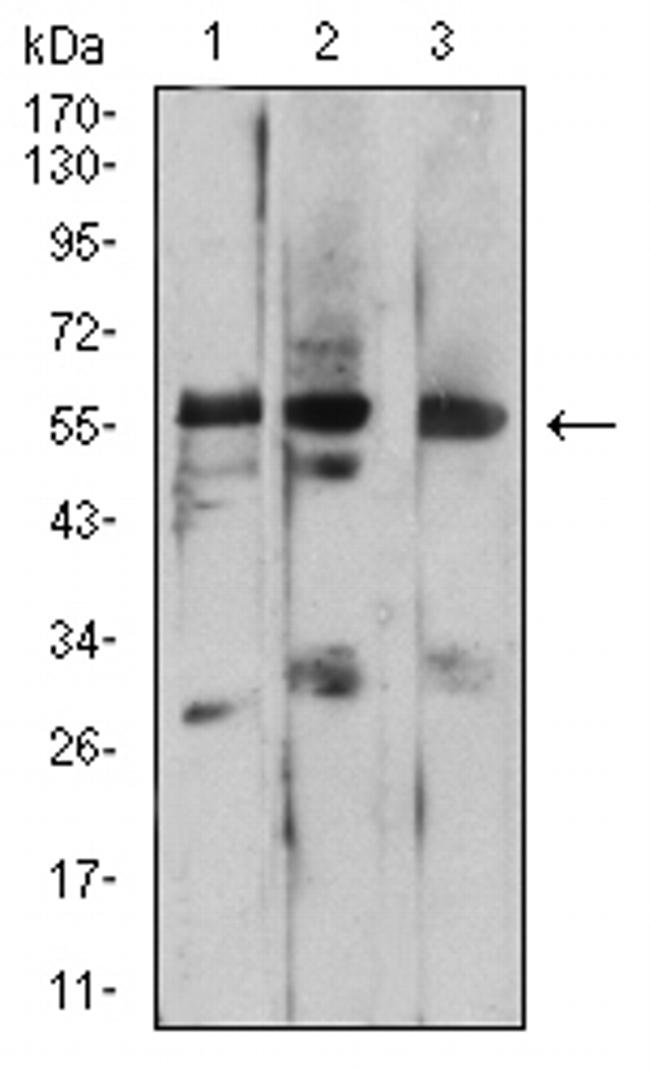 PSAP Antibody in Western Blot (WB)