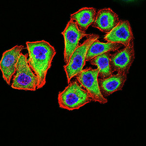 PSMC3 Antibody in Immunocytochemistry (ICC/IF)