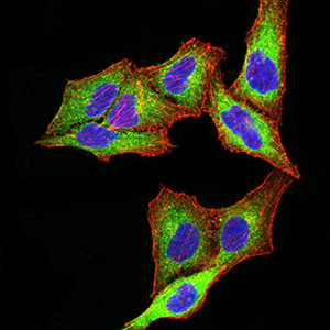 PSMC3 Antibody in Immunocytochemistry (ICC/IF)