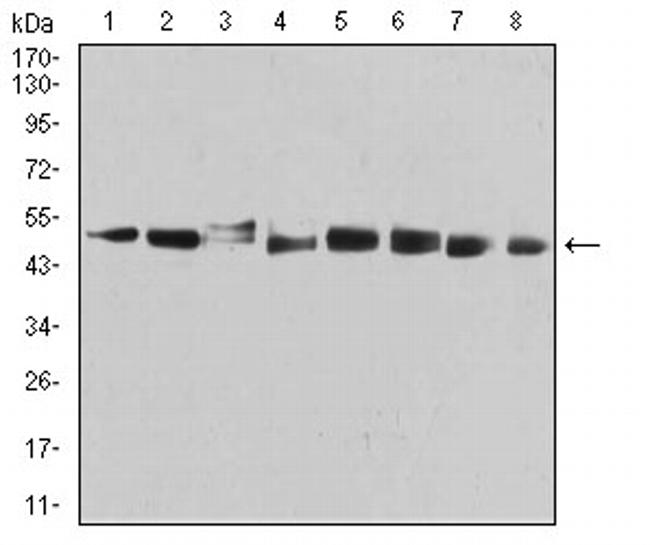 PSMC3 Antibody in Western Blot (WB)